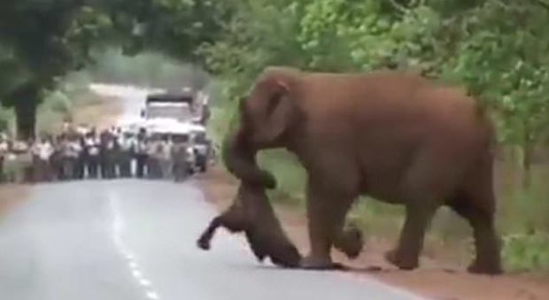 Mamma elefante trasporta il cucciolo morto nella foresta: le immagini strazianti del "corteo funebre" Video