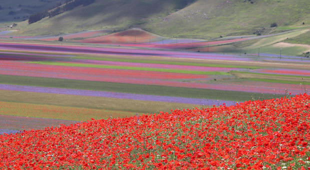 Lo spettacolo di Castelluccio di Norcia, la fioritura è «la più bella di sempre»