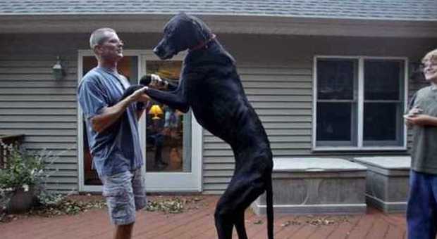 Morto Zeus, il cane più alto del mondo: misurava 218 cm, aveva sei anni