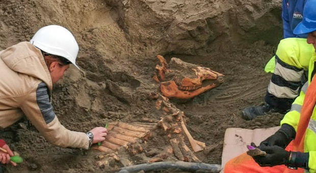 Scoperto a Ostia lo scheletro di un cavallo: il ritrovamento durante i lavori alla rete elettrica