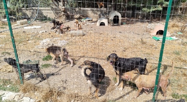 In casa con 34 cani nel Casertano: donna multata e ricoverata in ospedale