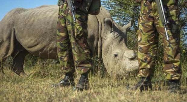 Il rinoceronte bianco prossimo all'estinzione: l'ultimo maschio è scortato 24 ore su 24