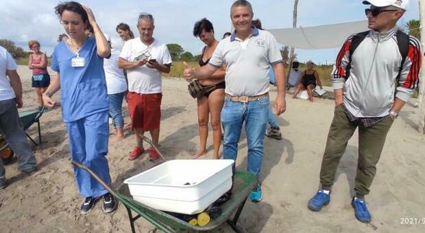 Volontari sulla spiaggia del Fratino per liberare le tartarughe