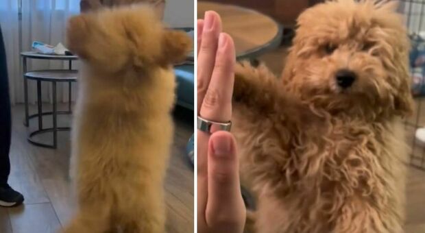 Phoebe, il cane tiktoker balla 'Happy' sulle zampe posteriori: non sbaglia un passo VIDEO