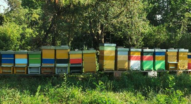 Le arnie delle api collegate al primo "Apiario del benessere" in Polesine