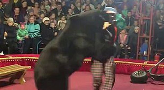 L'orso dolorante si ribella e attacca il suo domatore: spettatori sotto choc