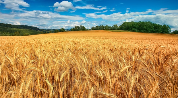 L'Europa: «Rotazione sui campi per la produzione di grano»