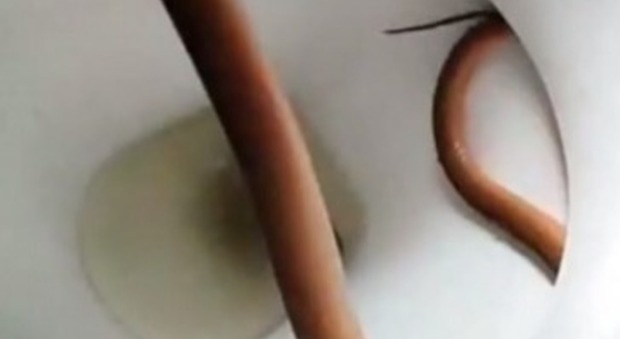 Paura in bagno: dal water sbuca un serpente velenoso Video