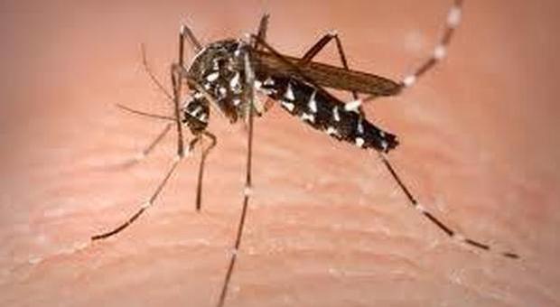 Coronavirus, le zanzare non trasmettono il virus con la puntura
