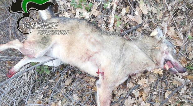 Lupi avvelenati in Abruzzo: vicino alle carcasse anche tracce di orsi, ora a rischio