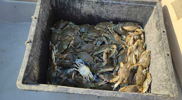 Il granchio blu sta mettendo in pericolo il comparto ittico del Delta del Po