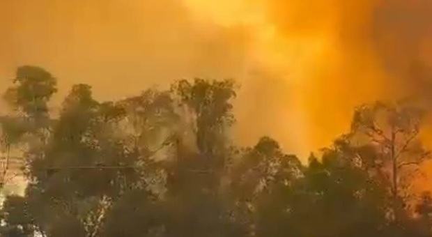 Incendi, la Puglia brucia: ora si contano i danni. E la Regione chiede lo stato di emergenza