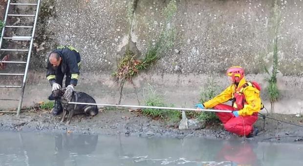 Cagnolina scivola nell'Adigetto e rischia di annegare: salvata dai pompieri