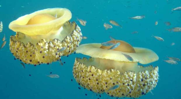 Acque invase dalla medusa Cassiopea mediterranea