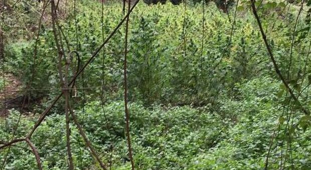 Droga, scoperta un'altra coltivazione con 1600 piante di cannabis: tre arresti