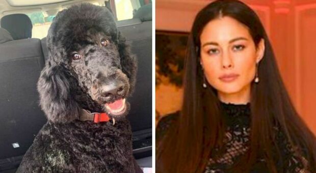 Marica Pellegrinelli, ucciso il cane Atena con un boccone avvelenato: «Morta dopo dolori strazianti, siete perversi»