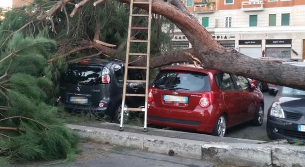 Roma, monitorati 82mila alberi: controlli e tagli di quelli pericolosi