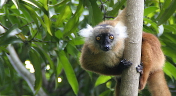 A Nosy Komba, nella foresta dei lemuri “maki maki”