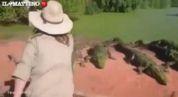 Video choc Ora di pranzo in uno zoo: un coccodrillo stacca una zampa al compagno e...