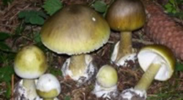 Mangiano funghi velenosi, famiglia intossicata: papà 56enne in fin di vita