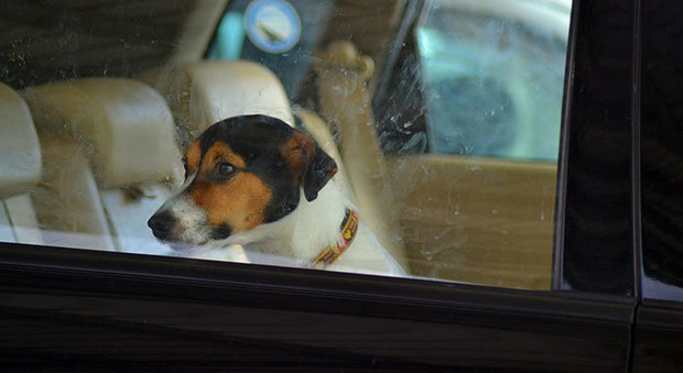 Roma, lascia il cane in auto per ore senza aria né acqua: condannato a sei mesi
