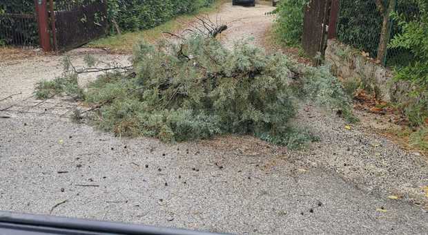 Violento temporale su Contigliano due alberi cadono lungo le strade