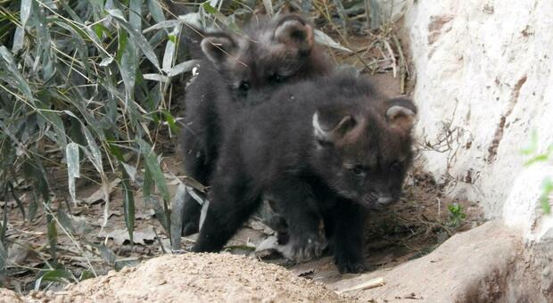 Due piccoli 'lupi della criniera' nati nel Parco di Bussolengo