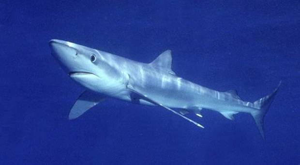 Formia, squalo azzurro trovato morto sulla spiaggia: il giallo
