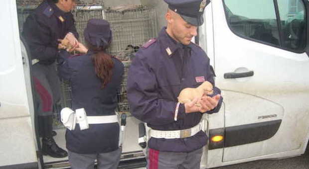 Traffico illegale di cuccioli da regalare a Natale: sequestrato un carico dall'Ungheria