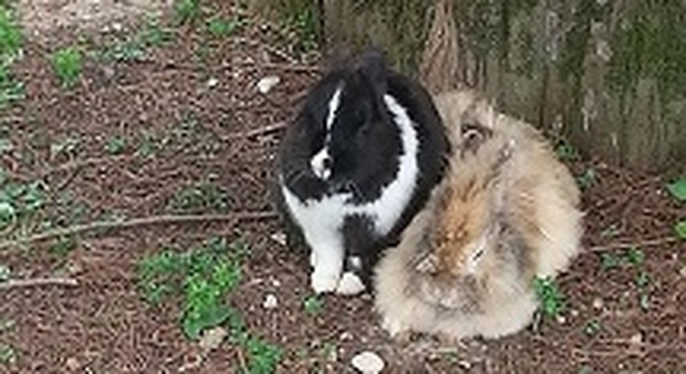 I conigli del Querini dovranno essere soppressi perché malati