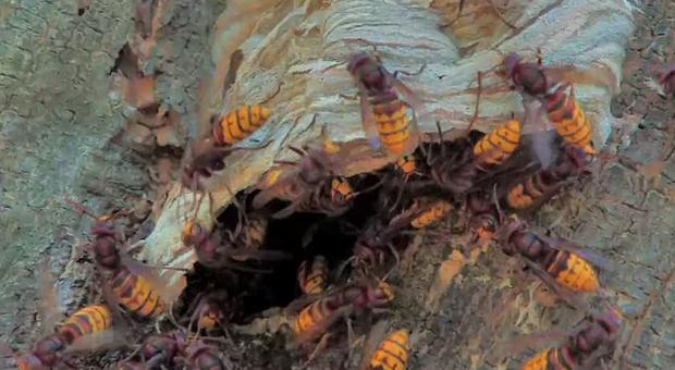 Per evitare sciame di calabroni precipita in un dirupo e muore: il corpo trovato nella notte