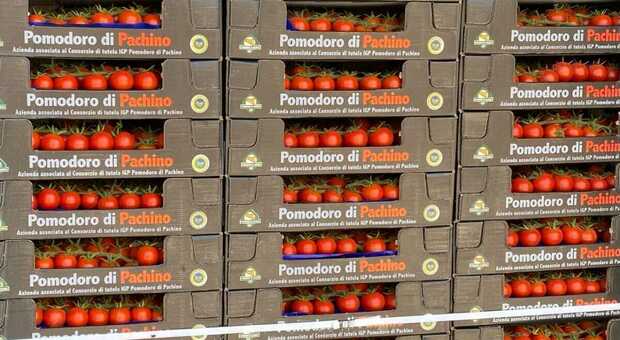 Pachino Igp, tonnellate di pomodoro invenduto: imprese a rischio chiusura