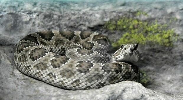 immagine Roma, allarme vipere: il caldo spinge in città nuove specie di serpenti. L'esperto: «Cosa fare se ne avvistate una»