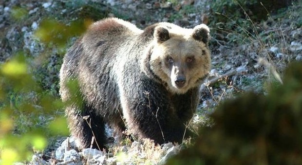 Trentino, in arrivo l'ordine di abbattimento per l'orso che ha ferito due uomini