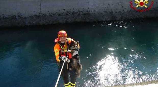 Uno dei due cani salvati