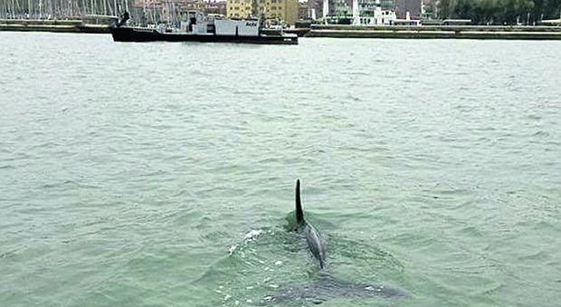 Disorientato dalle barche, il delfino si perde in laguna: soccorso