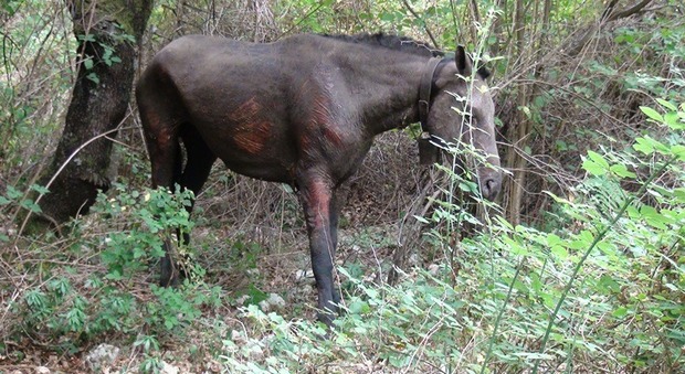 Frosinone, incendio sui monti di Vico: abbattuto un cavallo ustionato, dispersi altri animali