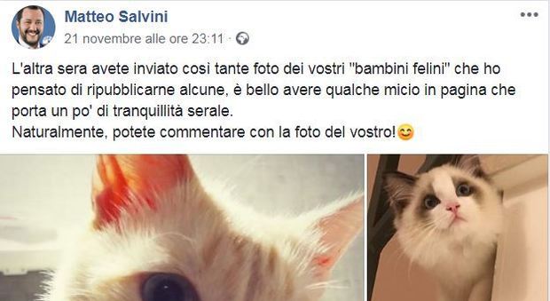 Gatto Isoardi e Salvini: su Facebook l'altra faccia (animalista) di Matteo - di M. Ajello