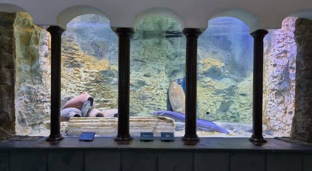 Napoli, l'acquario più antico del mondo compie 150 anni. E si può visitare gratis