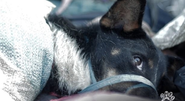 La tratta dei cani rapiti, macellati e cucinati: la denuncia delle associazioni