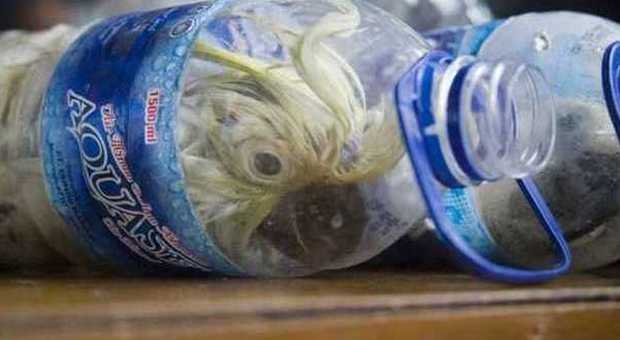 Pappagalli rinchiusi in bottiglie di plastica ​per essere venduti: "Il 40% non sopravvive"