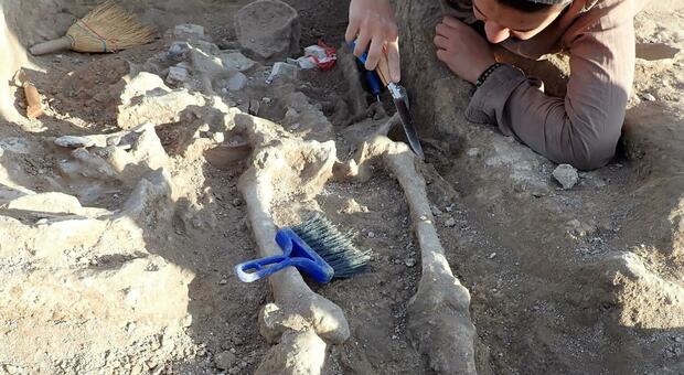 Vulci, il tesoro etrusco: ecco gli scheletri di tremila anni fa
