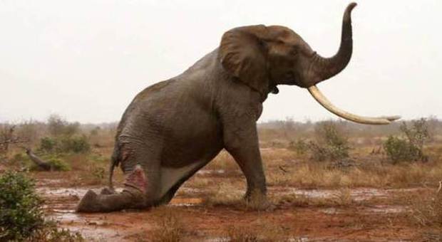 I bracconieri sparano ad un elefante: i veterinari riescono a salvarlo