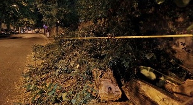 Roma, albero crollato su uno scuolabus, l'autista: «Sembrava una bomba»