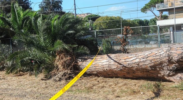 L'albero caduto sulla recinzione della Roma-Lido