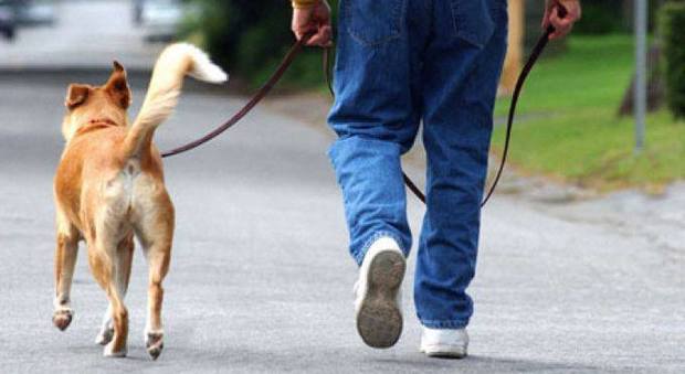 Cani senza guinzaglio nel parco: sanzione da 100 euro ai padroni
