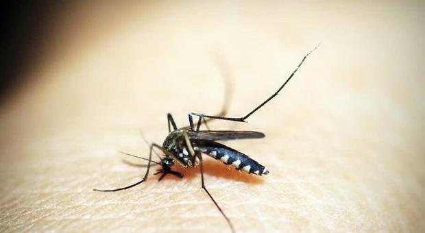 Zanzara, cosa è encefalite equina orientale: la malattia del sonno