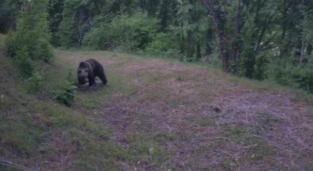 L'orso avvistato a Fregona