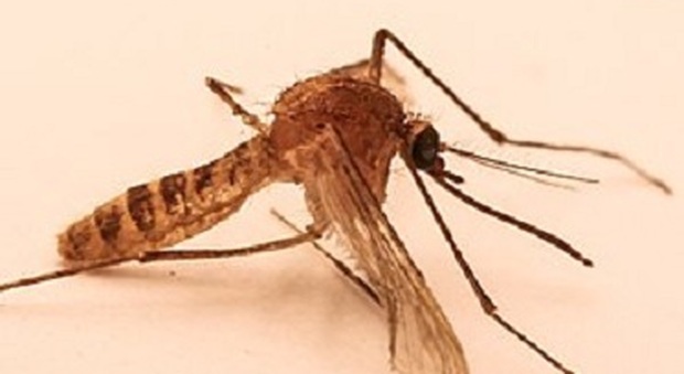 La comune zanzara Culex pipiens