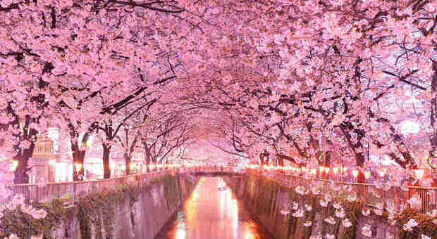 Cambiamento climatico, fioritura in anticipo per i ciliegi di Kyoto: mai così presto da 1.200 anni